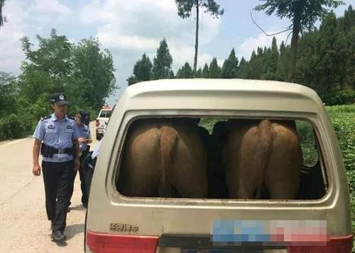 ▲ 图：载“牛”的面包车